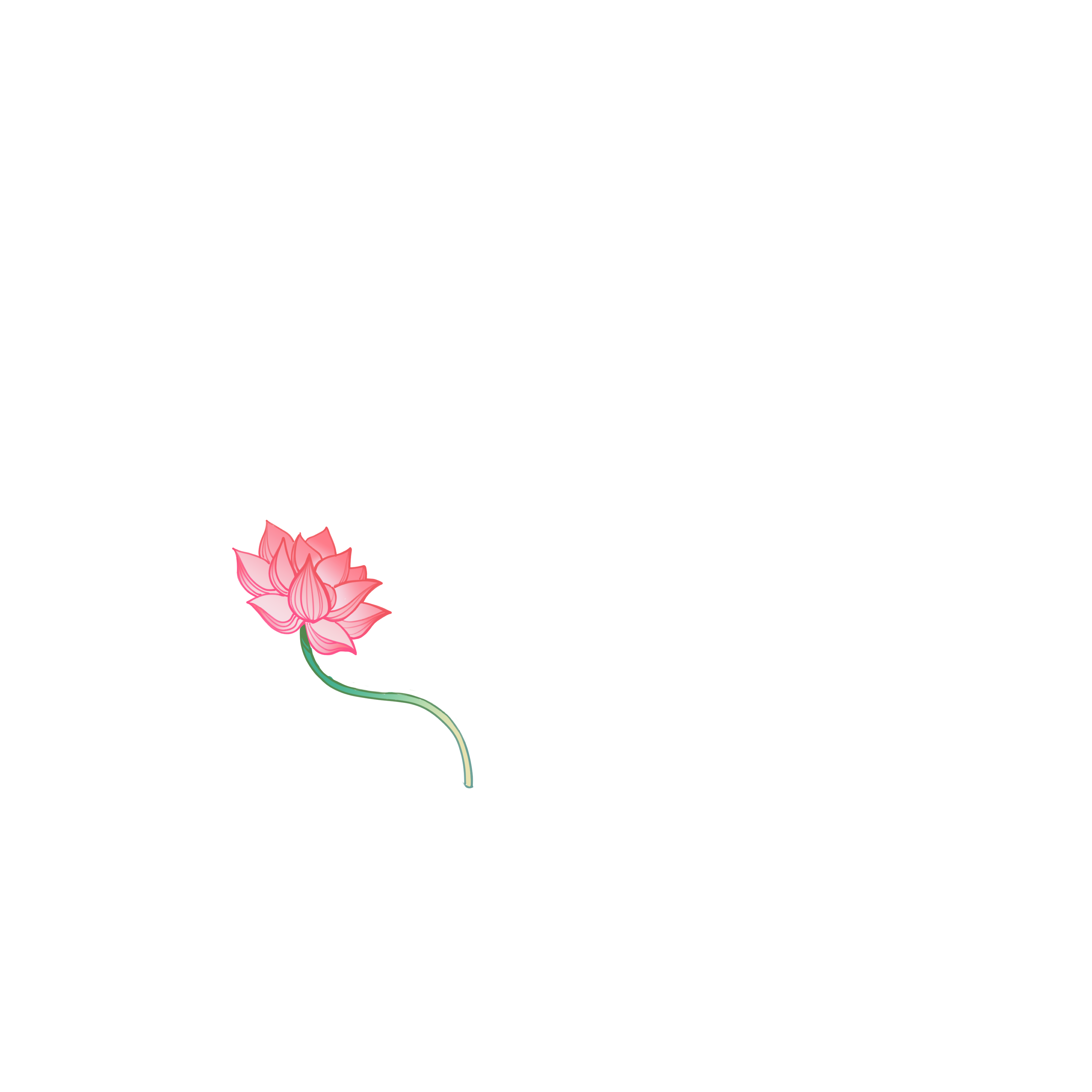 Blooming Lotus Flower